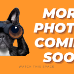 5 Pagham Court, WELLARD, WA 6170 AUS